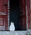 cat watching over frontdoor