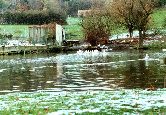 the village pond